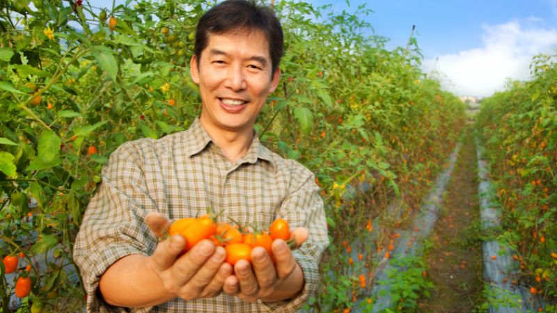 畑　収穫　野菜　手に取る男性